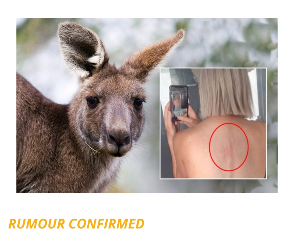 Kanga.png