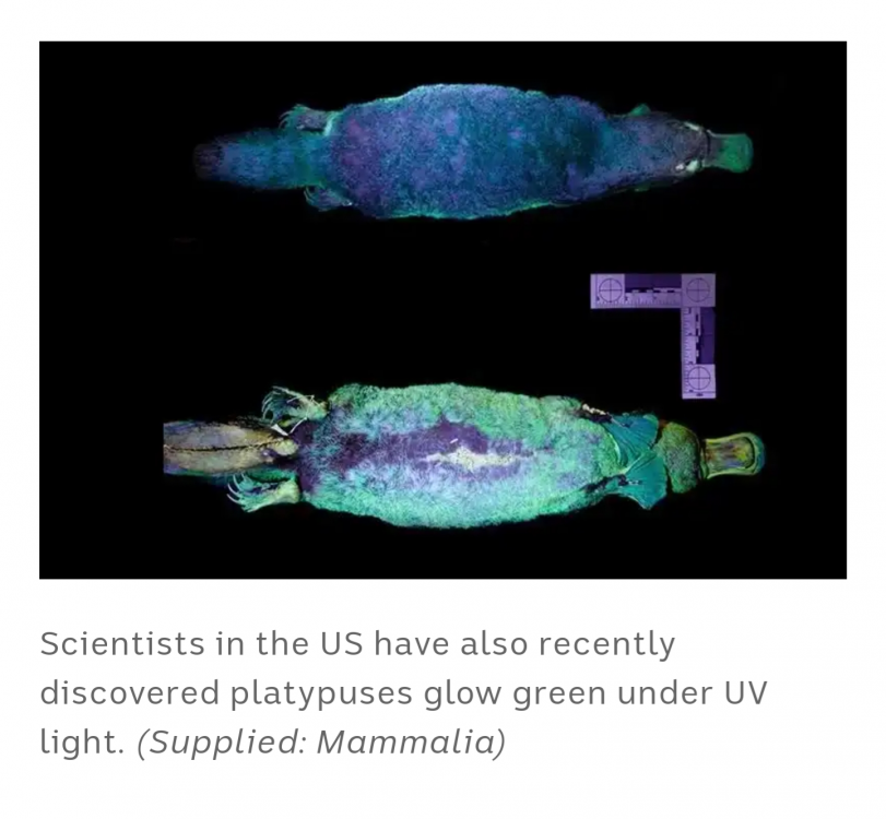 Platypus-1.png