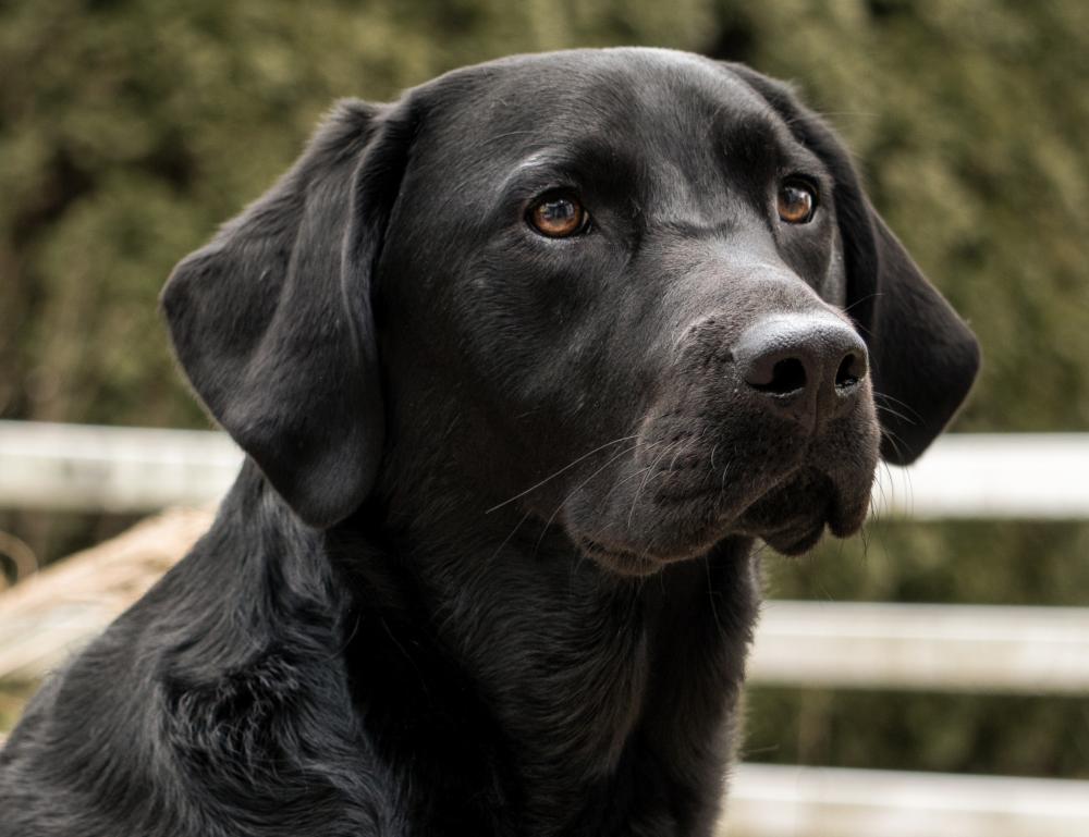 black-lab-4771308-2.jpg