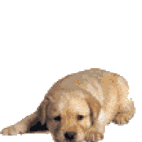 1471140517_DogsPuppy.gif.a230cdb8103ef6d3b7282f09e08398fd.gif