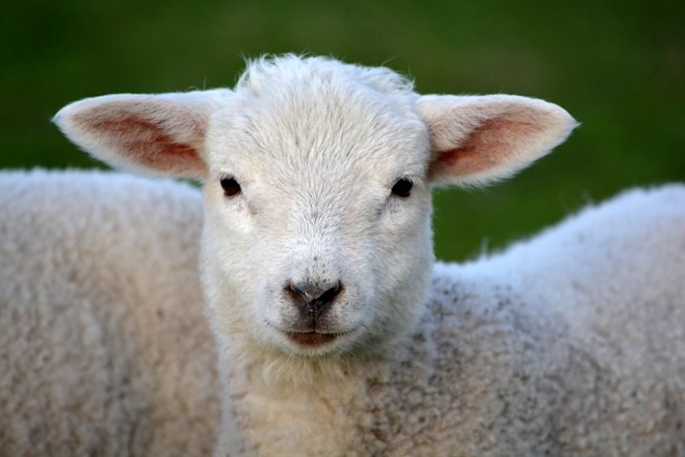 Sheep_cute.thumb.jpg.a6413ced949bd27315cde81d8abdc968.jpg