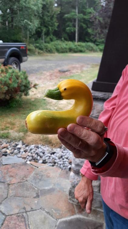 swan (748 x 1331).jpg