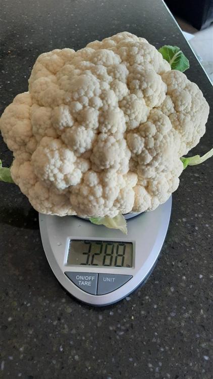 cauli 2 (1) (748 x 1331).jpg