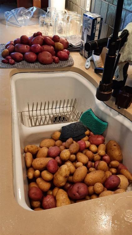 1910595340_potato(748x1331).thumb.jpg.5621798cc784365cb0d0ae4ea56a12b4.jpg