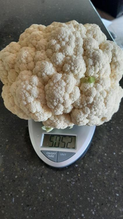 cauli 1 (748 x 1331).jpg