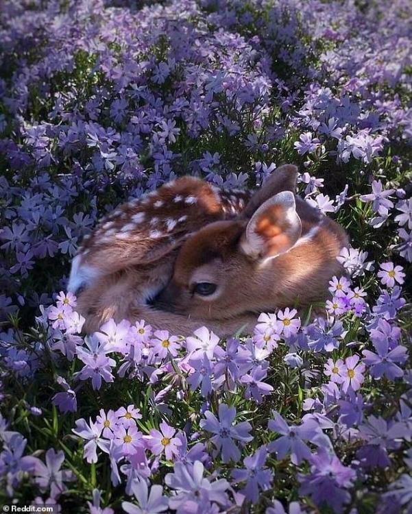 49372983-10108035-This_stunning_little_fawn_resting_on_a_carpet_of_purple_flowers_-a-25_1634911135013.thumb.jpg.91edccc46958880e2e4efd758b4a37dc.jpg
