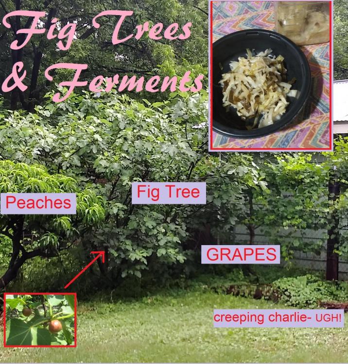 Fig Trees and Ferments.jpg