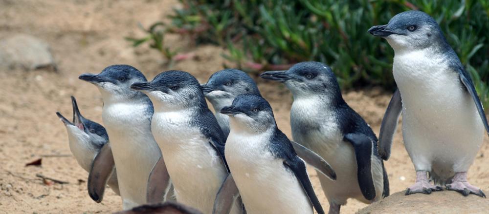 1-Phillip Island Penguin Parade - Header.jpg