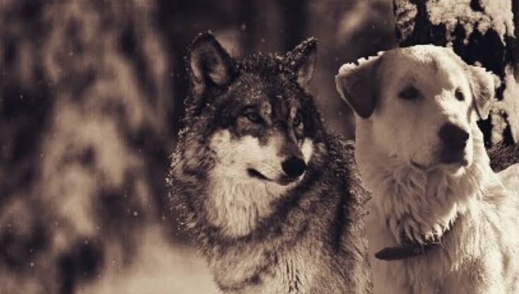 A Wolf and a Dog