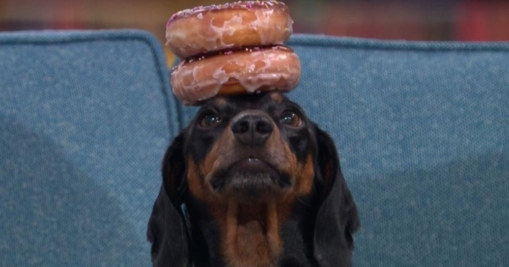 0_Owners-of-adorable-dog-who-balances-things-on-his-head-hit-back-at-cruelty-claims.jpg