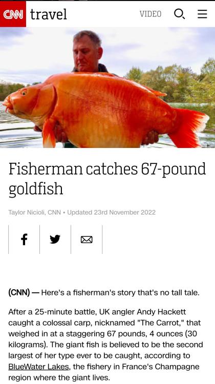 67 pound goldfish .jpg