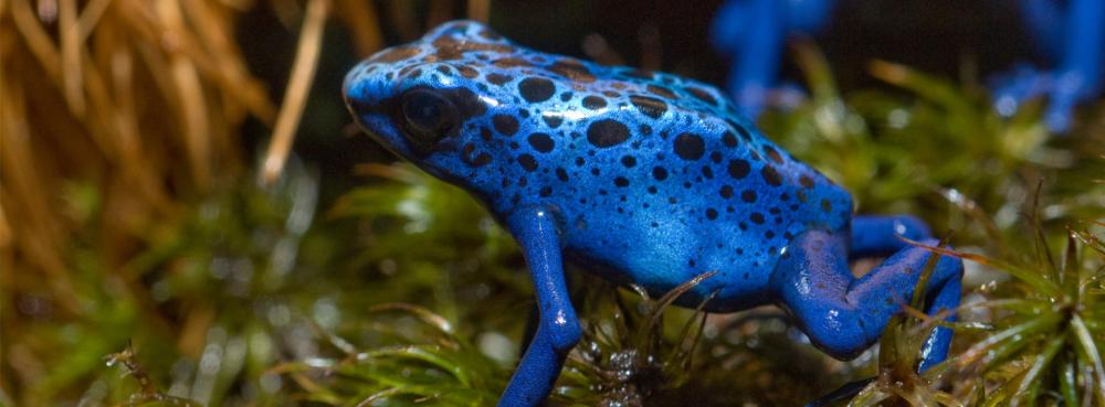 Poison-Dart-Frog_1900x700.jpg