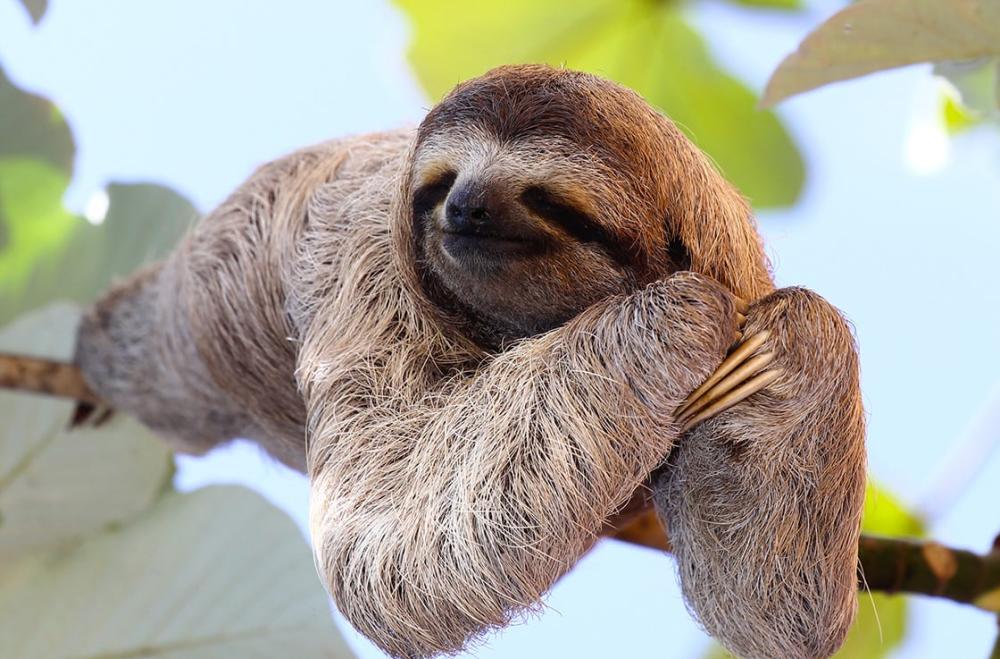 Sloths-in-the-Amazon-Rainforest.jpg