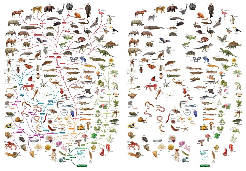 TreeofLifecomparedsm.thumb.jpg.07941ee0e6562f7bb1fc81a4272fecea.jpg