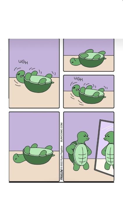 turtle us.jpg