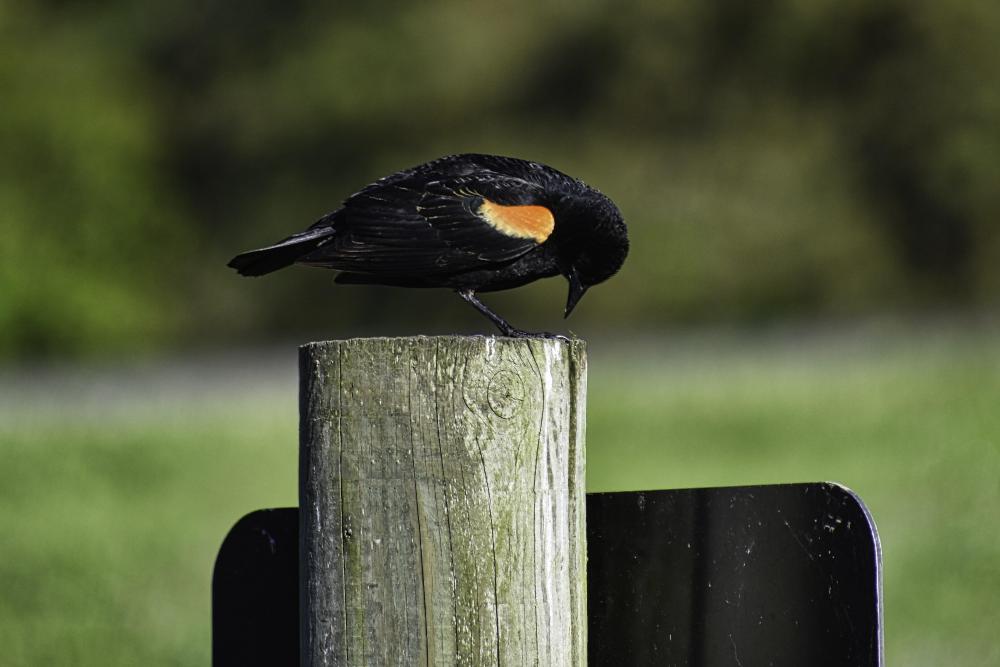 DSC_0035 Red wings black bird praying.jpg