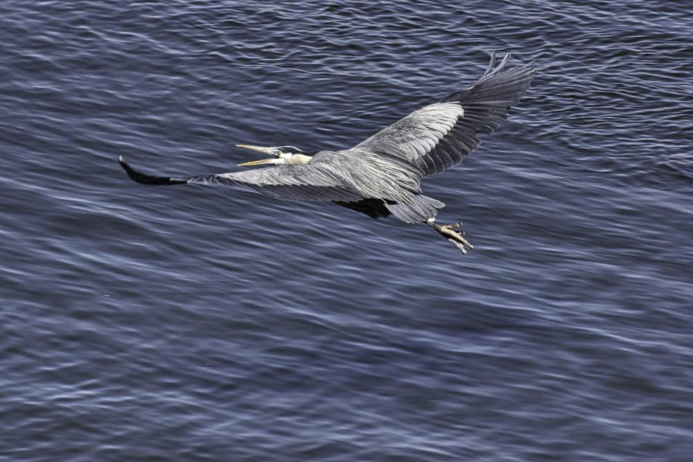 DSC_0159 GBH wings out.jpg