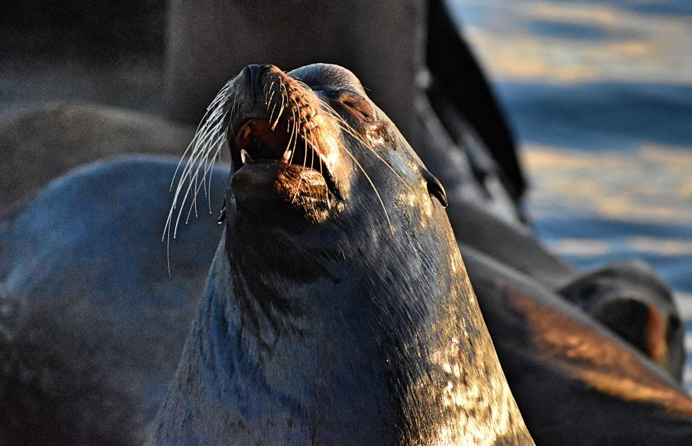 DSC_0586 sea lion needs coffee.jpg