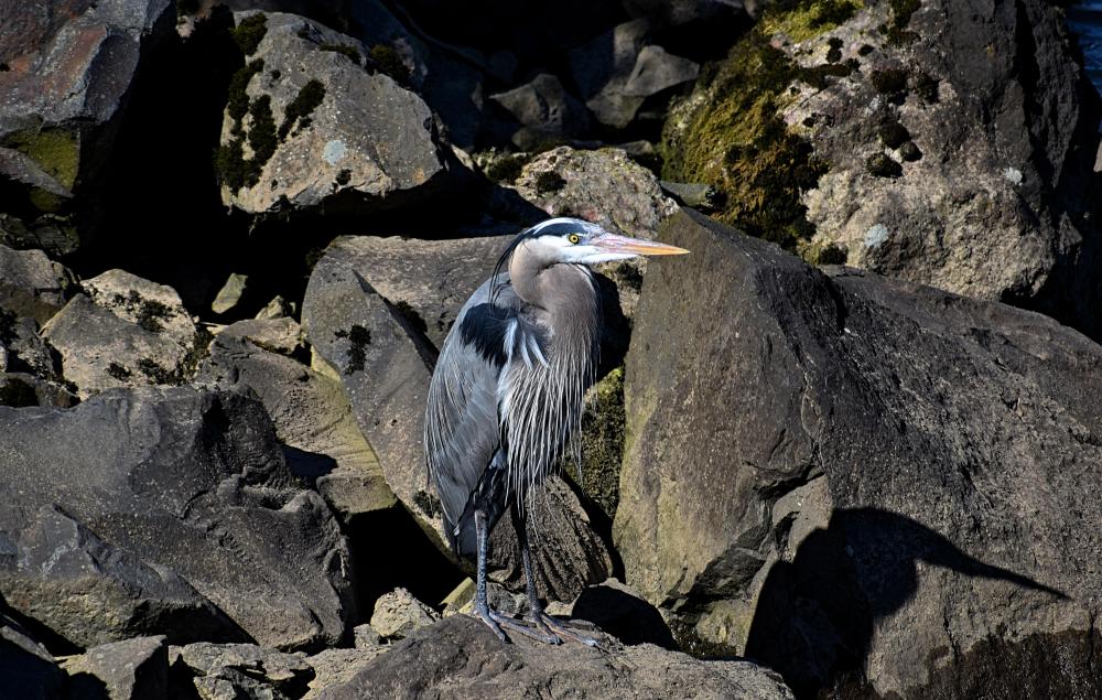 DSC_0786 great blue herron on rocks.jpg