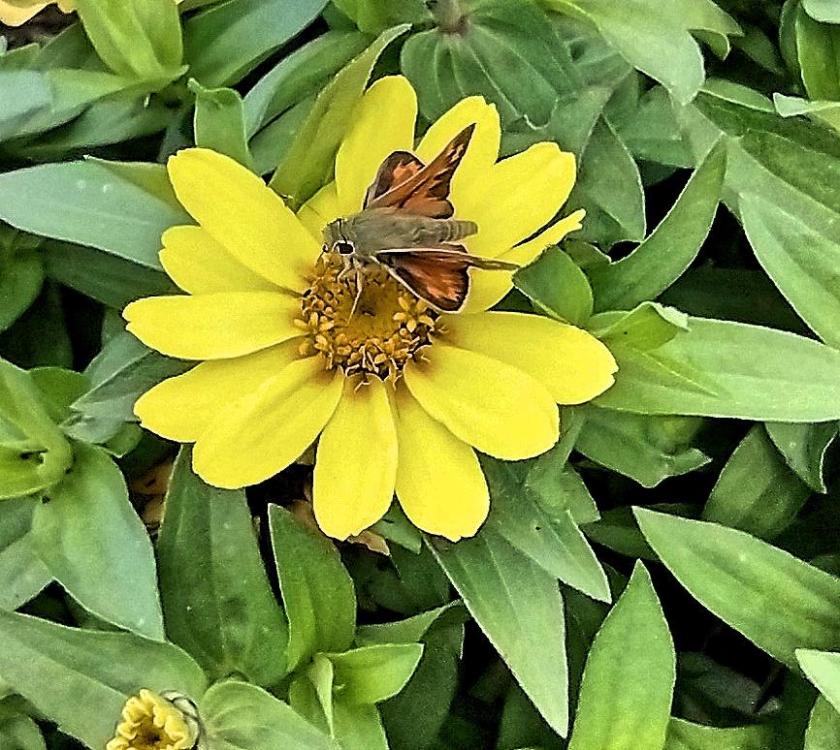 IMG_20230901_140208062_HDR bug.jpg