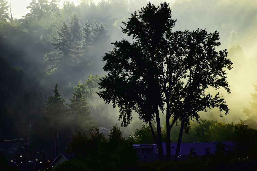 DSC_0242 pretty tree at sunrise today.jpg