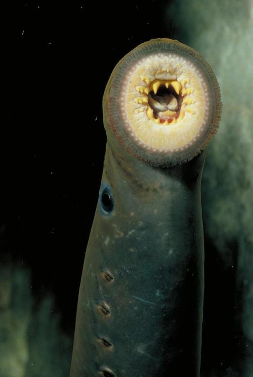 pacific-lamprey-rondi-church.jpg