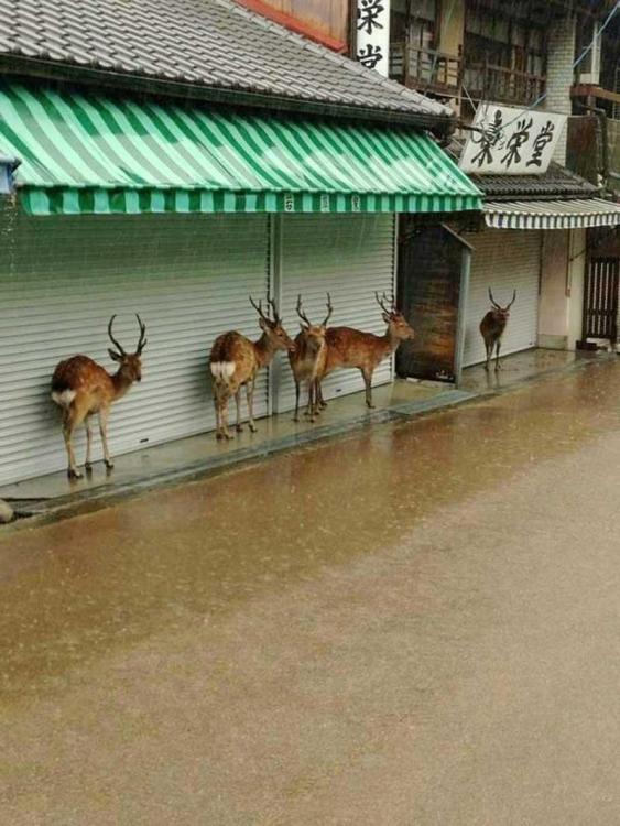 R (1) deer hiding rain.jpg