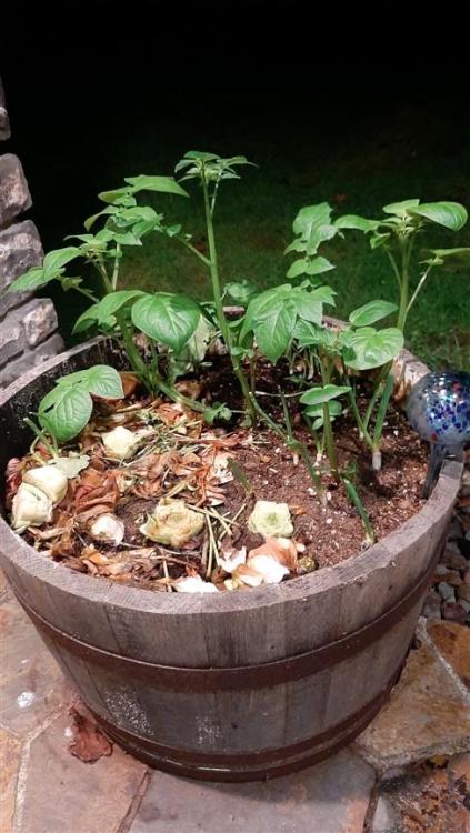 potato (488 x 867).jpg