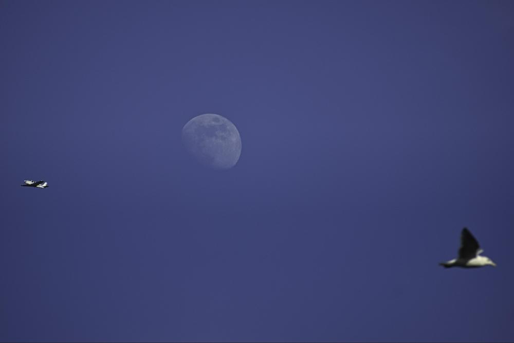 DSC_0364 afternoon moon plane seagull.jpg