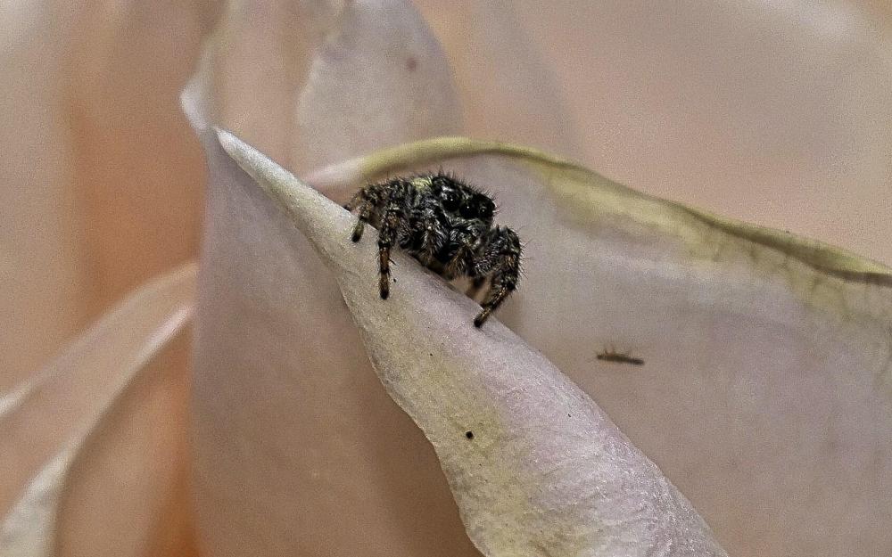 DSC_0756 cropped rose with spider real close.jpg