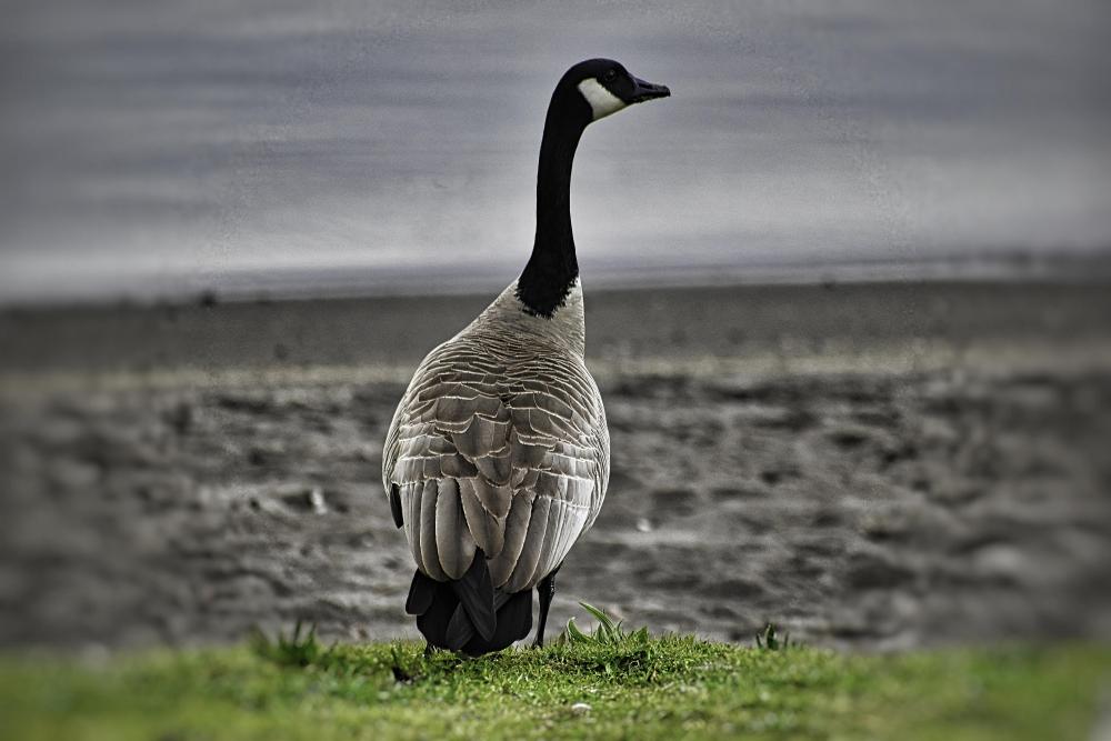 DSC_0080 Cropped goose on beach goose focus.jpg