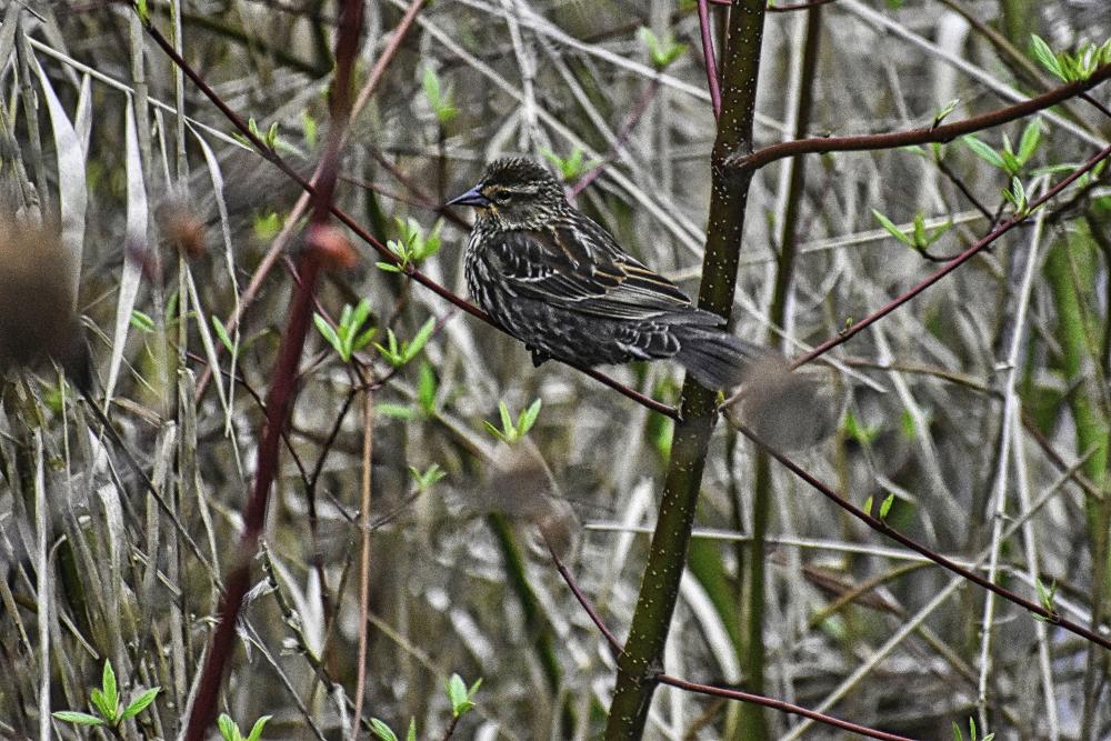 DSC_0142 small house sparrow(1).jpg