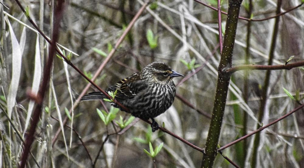 DSC_0145 prety house sparrow(1) crop.jpg
