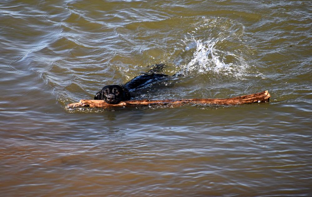 DSC_0640 lab playing in CR.jpg