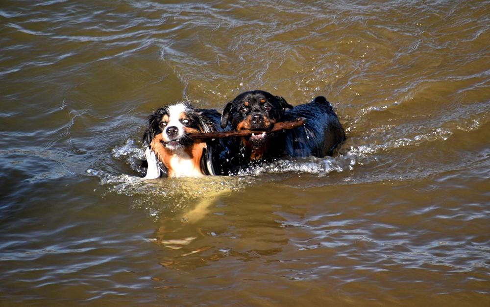 DSC_0695 two dogs playing in the Columbia.jpg