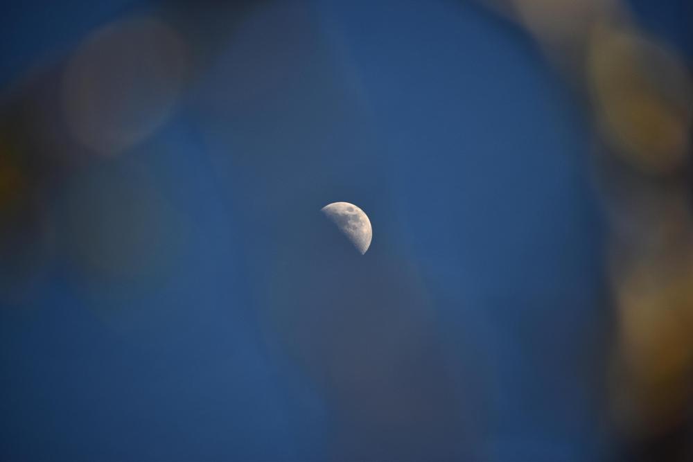 DSC_0706 moon thru tree branches.jpg