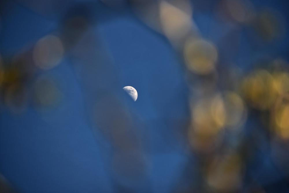 DSC_0707 moon thru tree branches.jpg