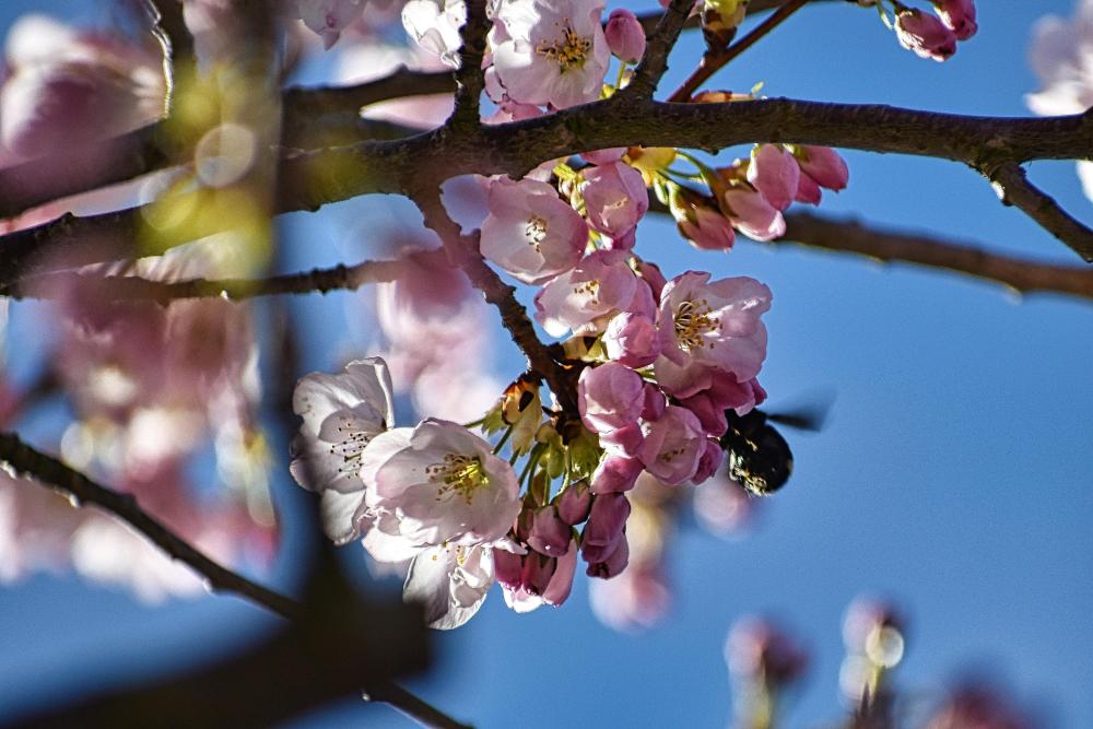 DSC_0841 cropped bee in cherry tree_edited APE.jpg