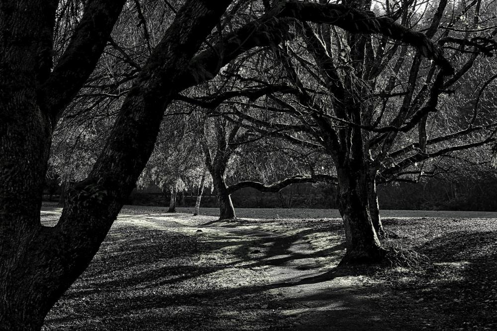 IMG_2741_Fotor Path at Trojan Park Dec 4 2020 BW LUM.jpg