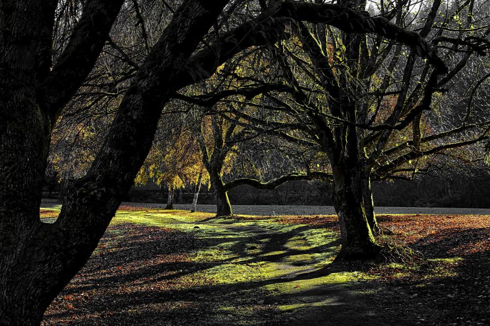 IMG_2741_Fotor Path at Trojan Park Dec 4 2020 BW Yellow Red LUM.jpg