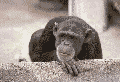 nochimpworks.gif.3bc3bd1e4792685c87cba8b430197fe6.gif