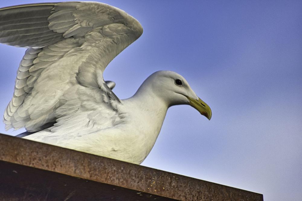 DSC_0941 seagull wings out watching me FE.jpg