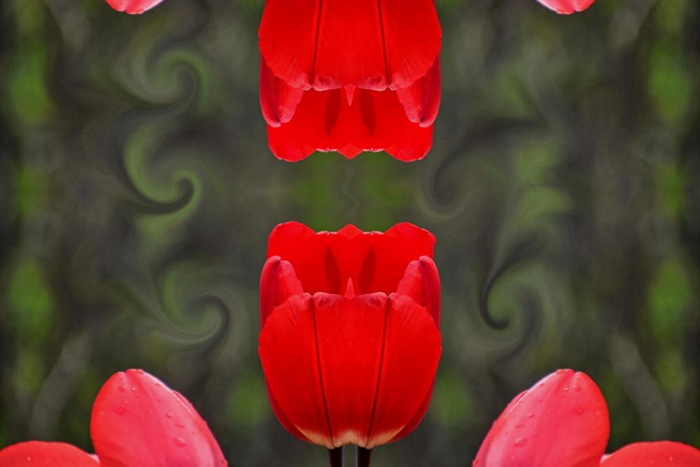 DSC_1013 tulips that look like painting poppy reflection cool.jpg