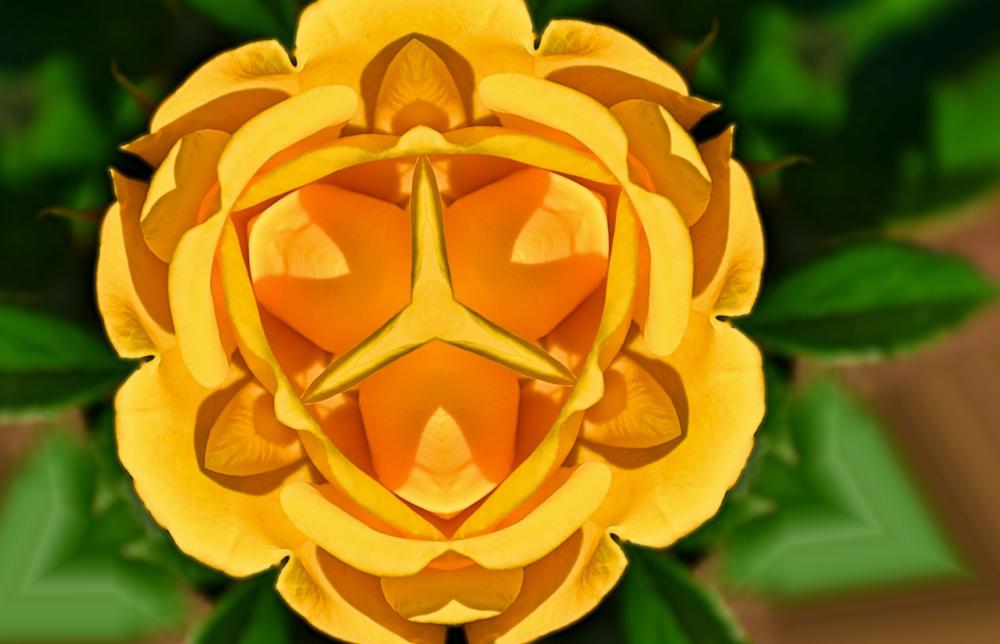 DSC_6876 two bugs on yellow rose pix yellowjacket PE fish eye distort Kaleidoscope.jpg