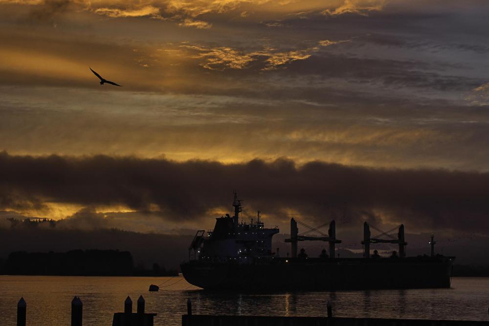 IMG_3239 seagull sunrise karin caribbean .jpg