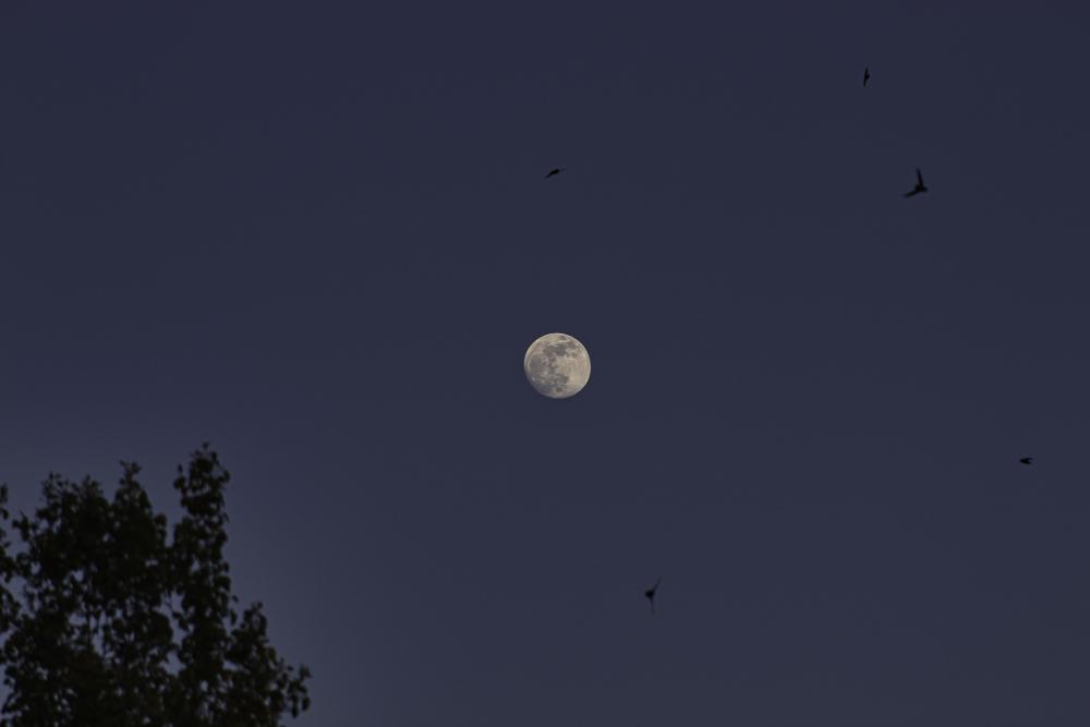 IMG_7897 swift moon.jpg