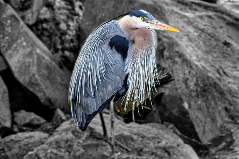 IMG_8004 great blue heron pix splash blur.jpg