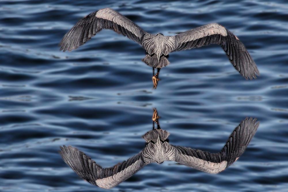 IMG_8008 cropped Great blue heron PIX Reflection blur.jpg