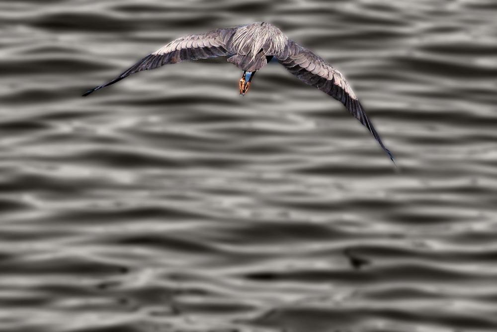 IMG_8009 cropped wings out great blu heron pix blur splash.jpg