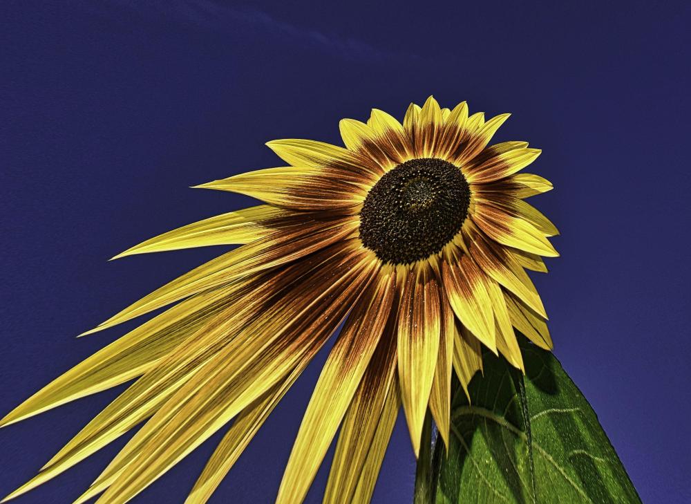 DSC_0182_sunflower against blue sky pe fish eye LUM LUM.jpg